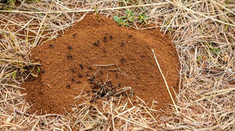 Ants crawling on top of an anthill.
