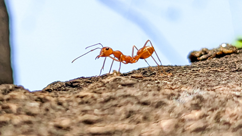 Fire ant walks on the ground.