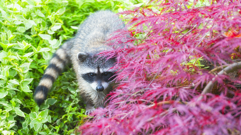 A raccoon sneaks into a yard.