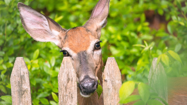 An adult deer looks over a wide wooden fence.