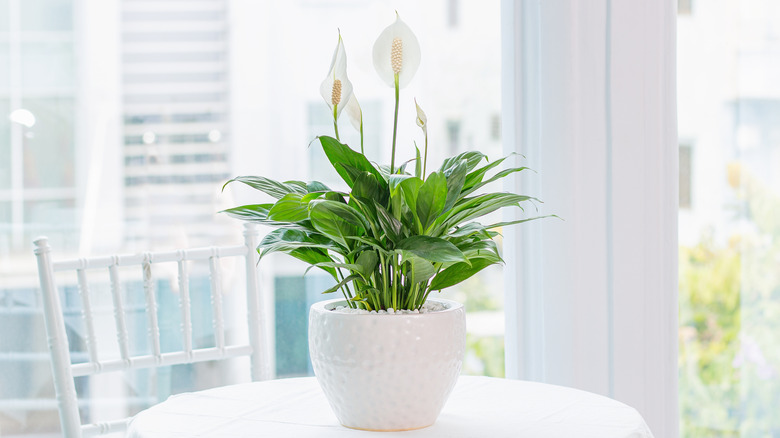 Peace lily sits on a table near a window.