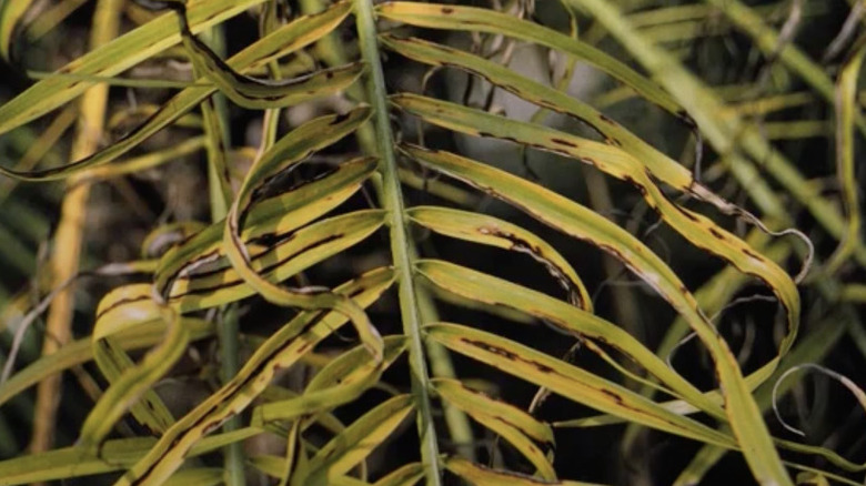 Narrow fronds of a palm tree are yellow, and slightly curled with black streaks.
