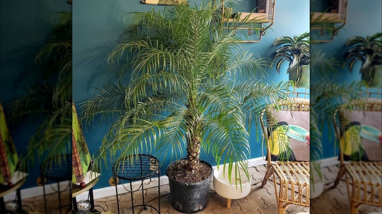 A palm tree, sitting in a living space against a blue wall, has cascading branches of narrow fronds and is planted in a large plastic pot.