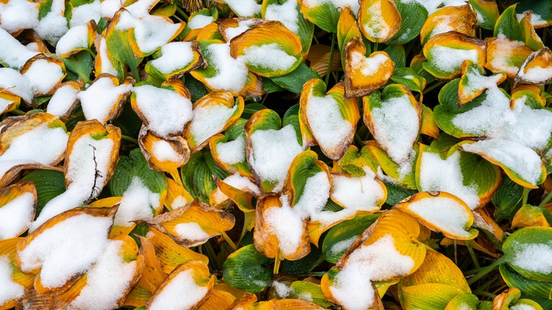Hosta leaves sit covered in snow.