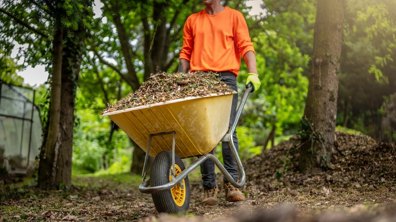 Man carries a wheelbarrow full of mulch through yard.