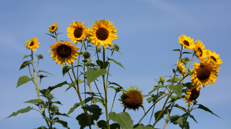 Several tall sunflowers against the landscape of the sky