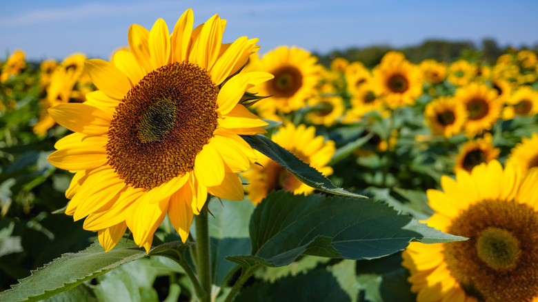 Bright yellow sunflowers bloom in a field.