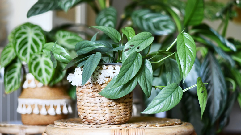 'Cebu Blue' dragon tail grows in a pot near other plants.