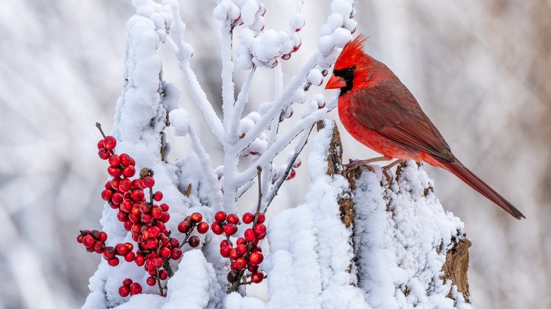 A cardinal sits on a snowy branch.