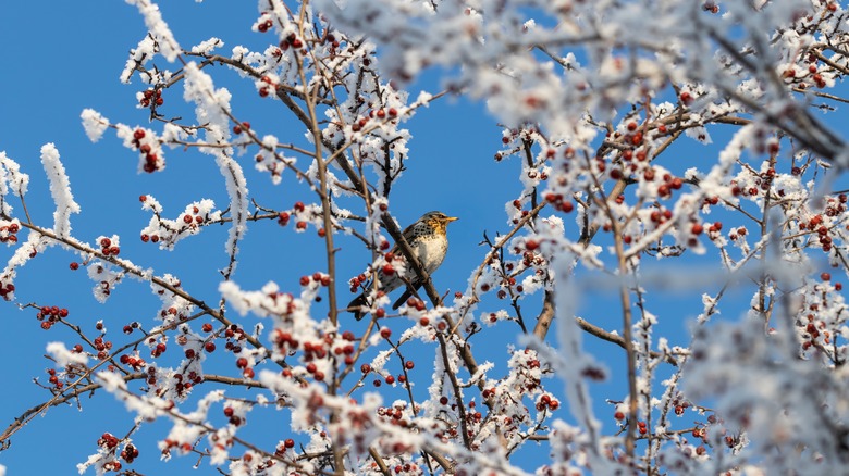 A bird sits in a wild apple tree with branches covered in snow.