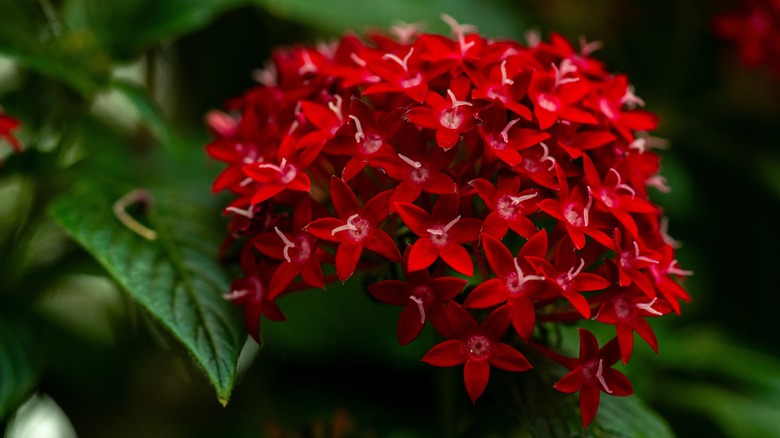 A cluster of red pentas blooms stand out against green leaves.
