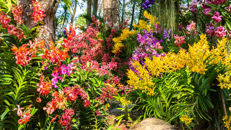 A fall garden with perennial plants, shrubs,  and autumn leaf color.