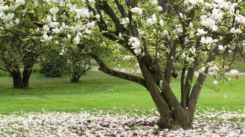 A sweetbay magnolia is in bloom.