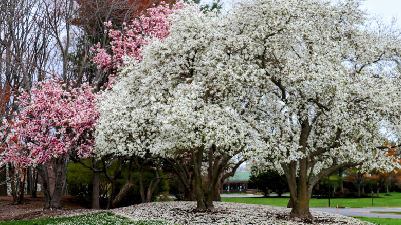 Colorful magnolia trees are covered in blooms.