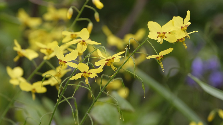 Yellow barrenwort flowers bloom in a garden.