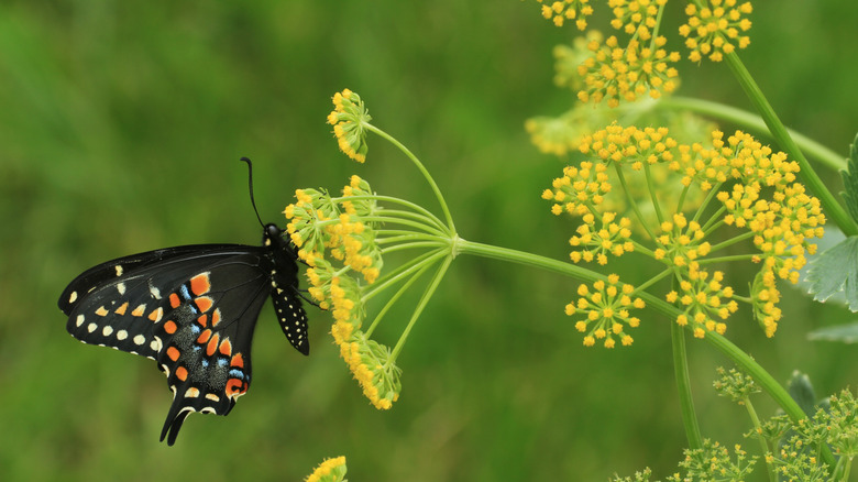 A butterfly rests on a golden Alexander flower.