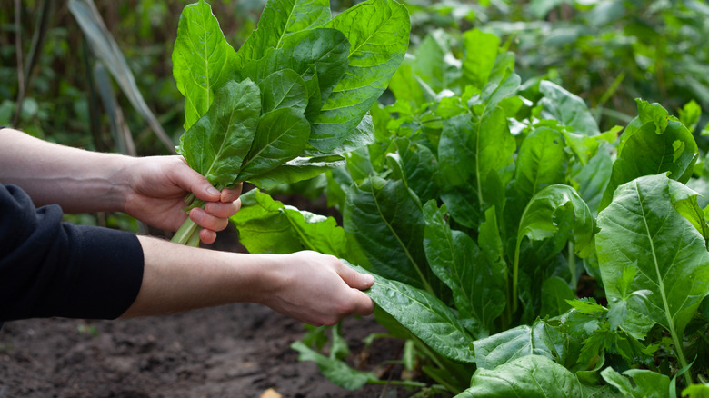 A gardener harvests spinach.