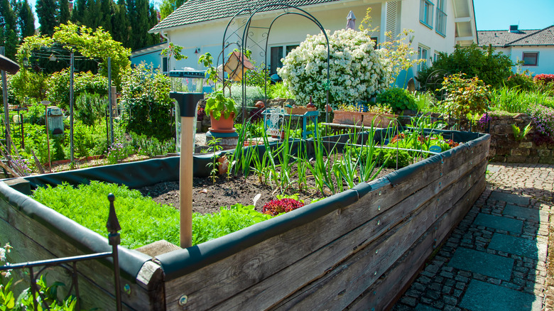A productive home garden is full of crops.