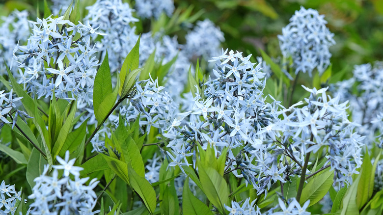 Eastern bluestar blooms with pale blue flowers.