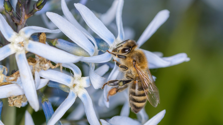 The Tall Flower That Will Instantly Attract Bees, Hummingbirds, And Butterflies