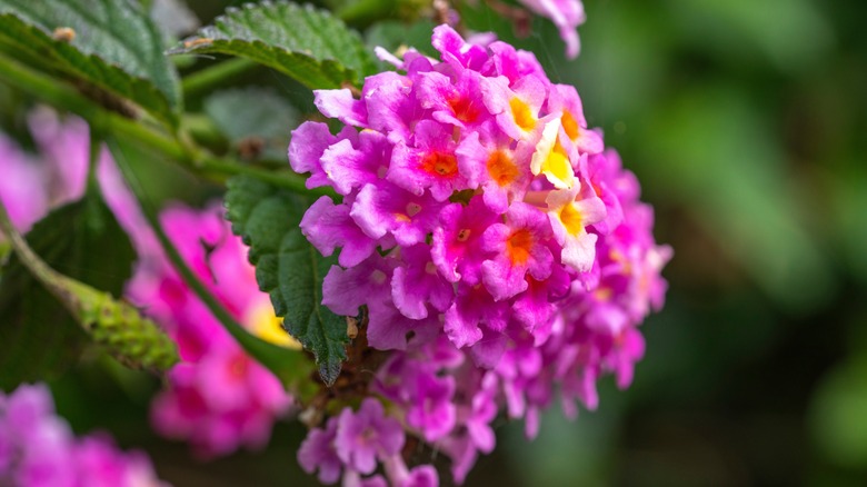 Closeup of pink and yellow lantana flowers