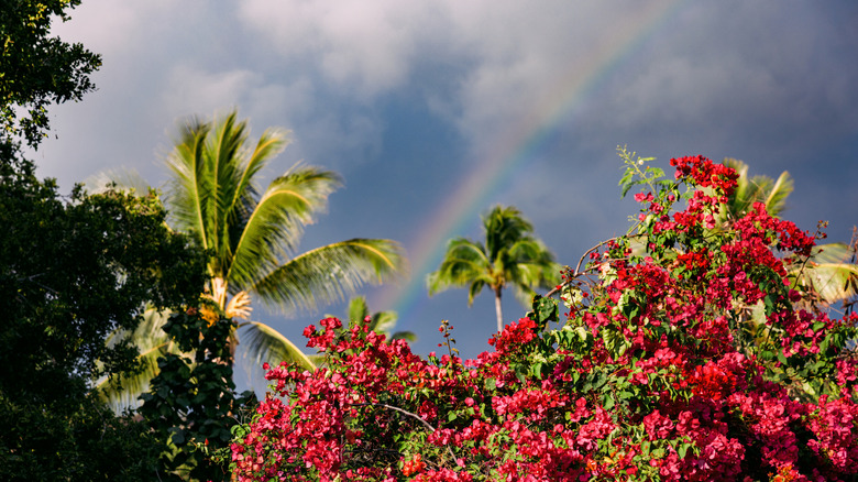 A lantana bush with red and yellow flowers and green leaves