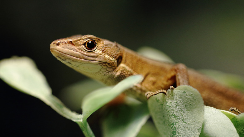 A brown lizard resting on green leaves in a garden setting