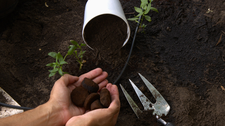 Adding coffee grounds to garden beds
