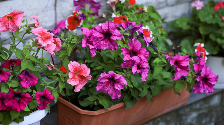 Pink petunia flowers