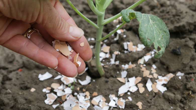 cracked eggshells around a plant