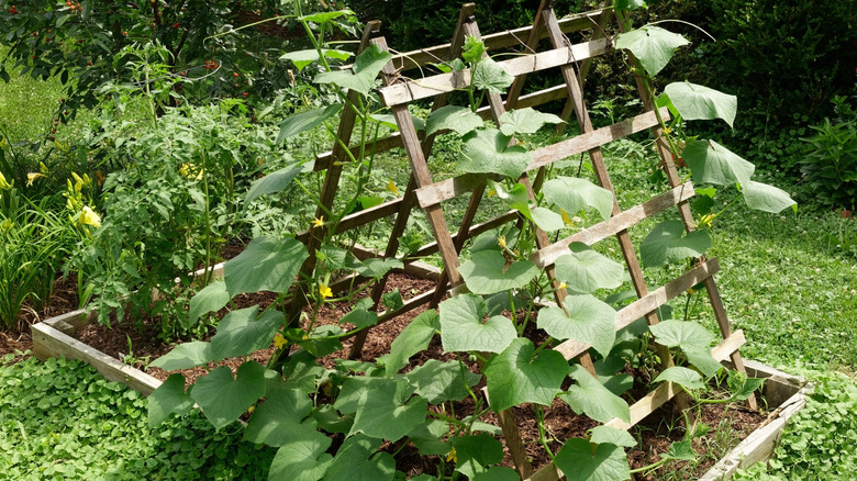 Vines climb a garden trellis.