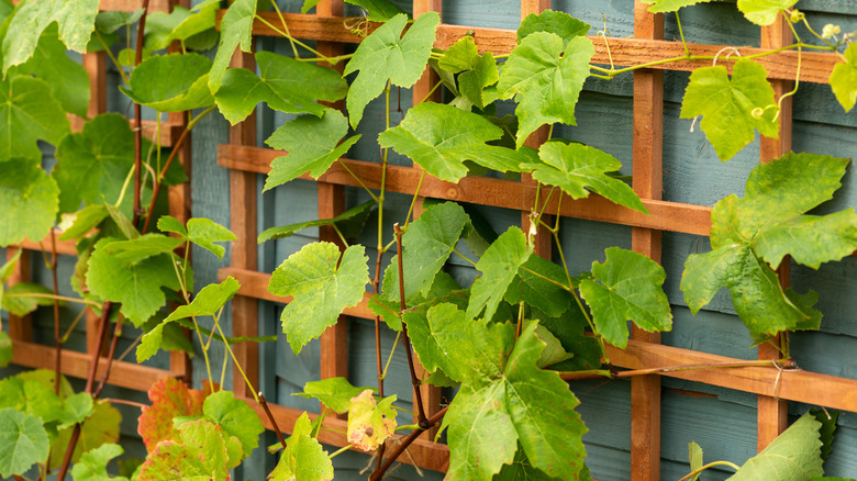 Grape vines grow against a wooden trellis.