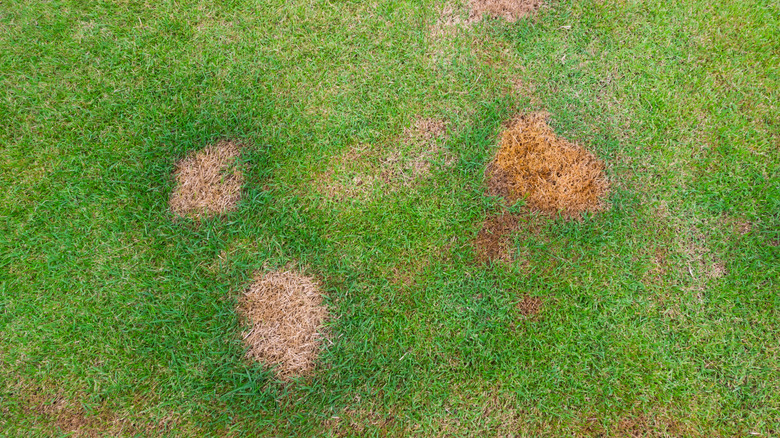 Brown patches of dead lawn next to green patches.