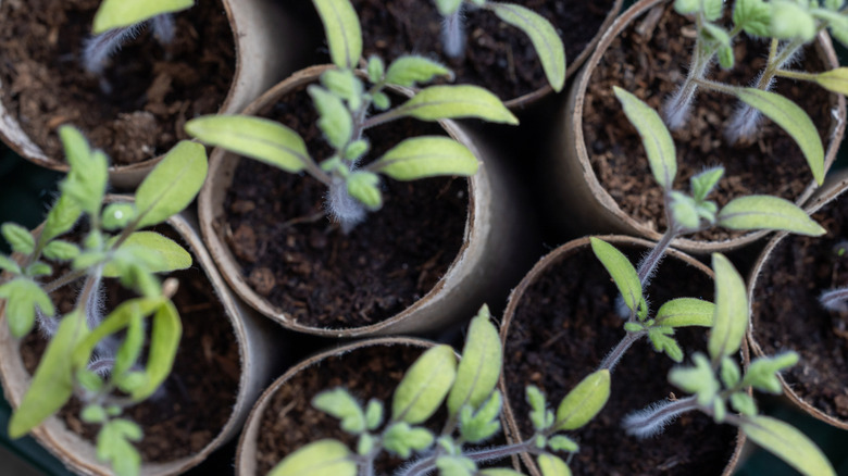 Cardboard buried underneath soil
