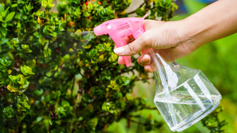 A person uses a spray bottle to target a plant.