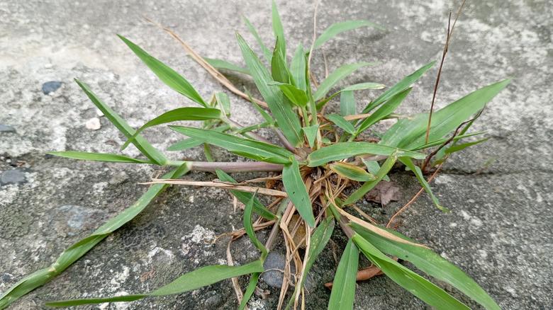 A grassy weed sprouts through a crack in the concrete.