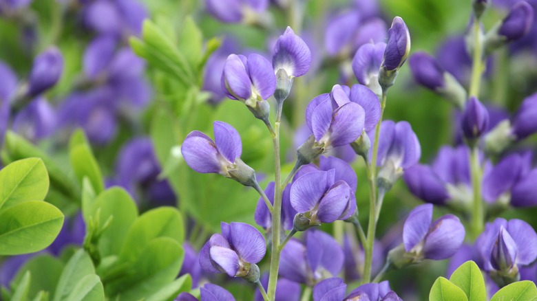 Zoomed in picture of false indigo flowers.