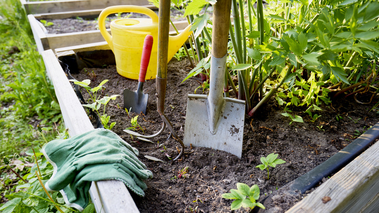 Shovel, hoe, and garden gloves sit in raised garden bed.
