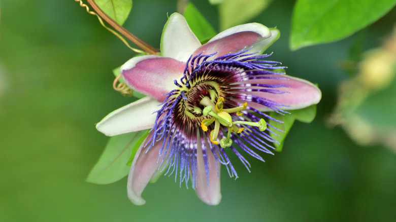 A passionflower blooms.