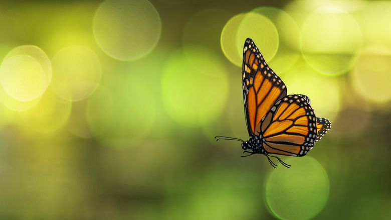 A monarch butterfly flies in the air.