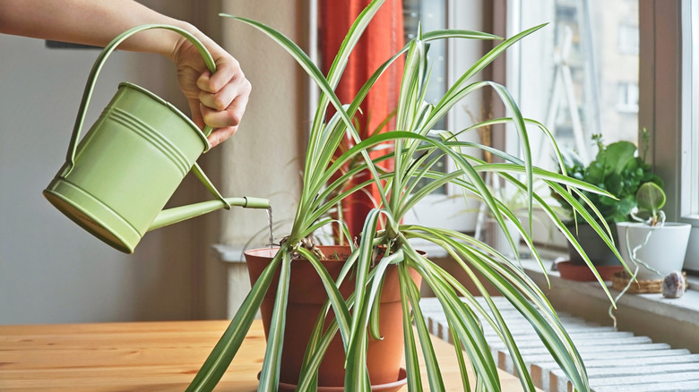 Woman waters a spider plant.