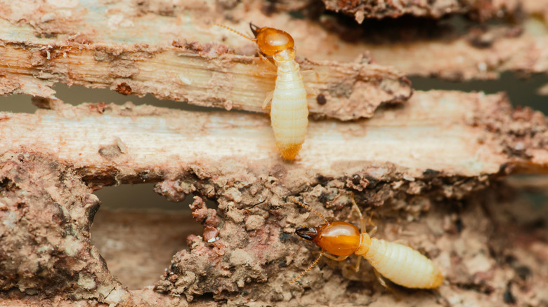 Two termites crawl on a piece of wood.