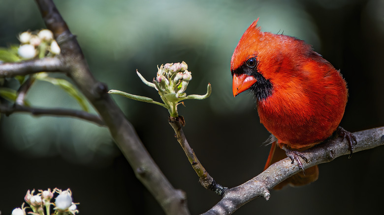 A bright red cardinal sits on a branch near a bud.