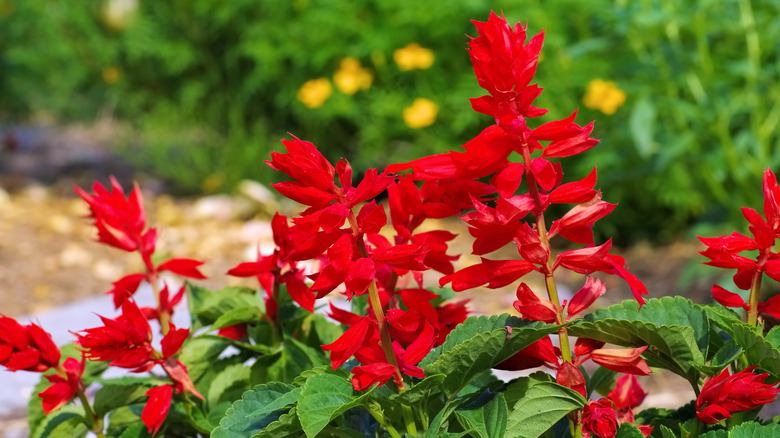 Scarlet sage flowers grow in a garden.