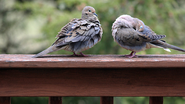 Two doves sit together on a deck railing.