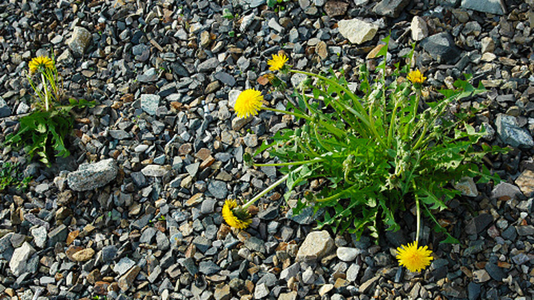 Yellow dandelions growing in a gravel surface