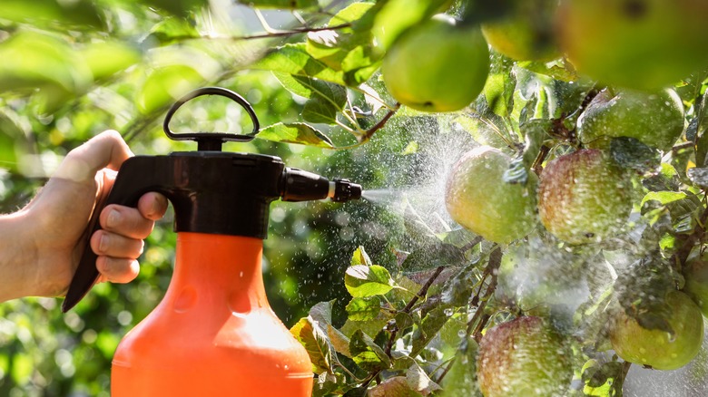 Spraying an apple tree infected with aphids.