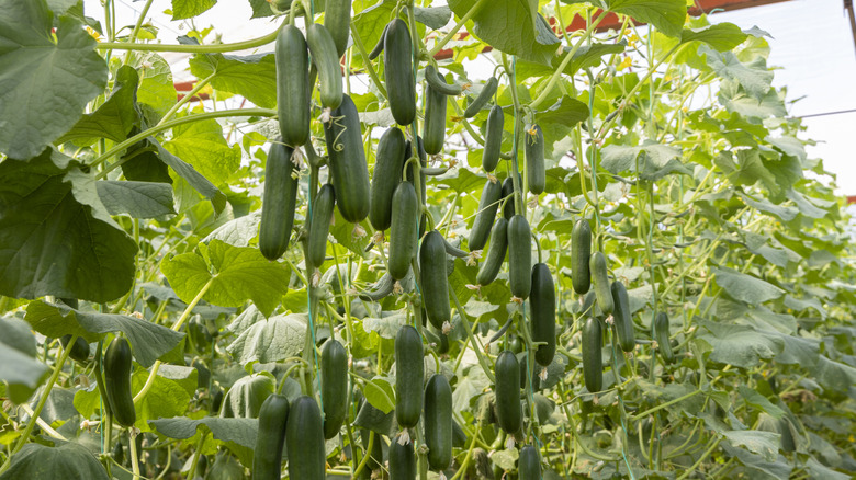 Cucumbers grow on the vine.