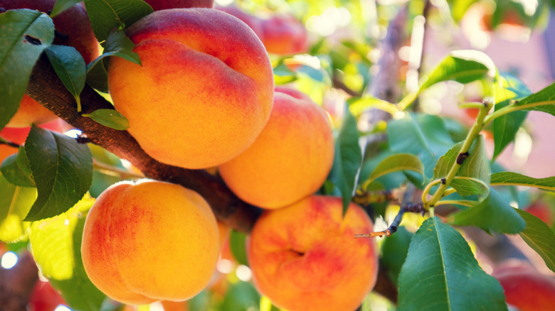 Zoomed in view of several peaches growing on a tree.