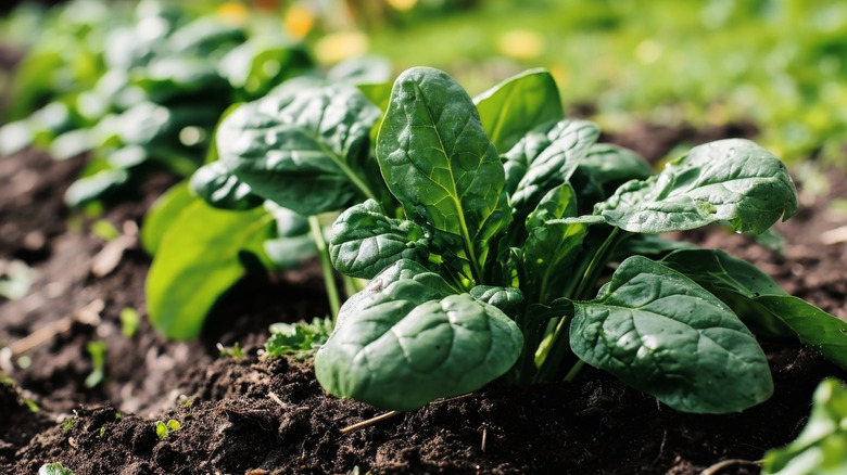 Close up of spinach growing in a garden.